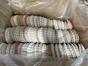 Hermosas Conchas Marinas Naturales Grandes (5-6 cm) 100% Aptas para Decoración Culinaria y Manualidades - Origen Vietnam Ba Ria-Vung Tau VIET D.E.L.T.A - Product Image 5