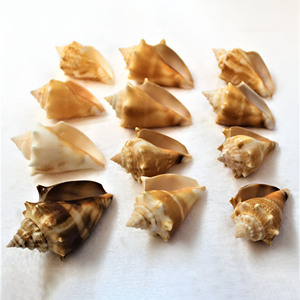 Assorted conch shell <b>beads</b> natural sea shells supplier <b>direct</b> price seashells for jewelry craft - Product Image 1