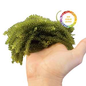 Algues vertes déshydratées riches en nutriments du Vietnam, caviar vert, algues marines Umibudo pour régime végétalien et cétogène - Product Image 6