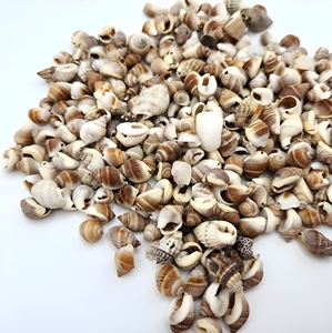 Offre spéciale sur mini-perles de coquillages naturels, coquillages secs et nettoyés pour la création de bijoux artisanaux - Product Image 3