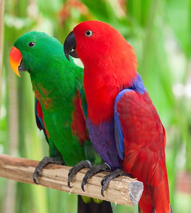 Eclectus Parrot Live Birds for Ornamental Aviculture Breeding Programs <b>Aviary</b> Wholesale Export Supply NMF (PVT) LTD South Africa - Product Image 1