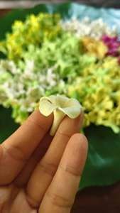 Fleurs de Cowslip Creeper Dok Kajorn faites à la main, de haute qualité, en argile thaïlandaise, style botanique authentique, personnalisées, pour mariage, art et collection - Product Image 2