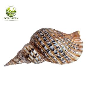 เวียดนามส่งออกเปลือกหอยทรัมเป็ตทริทันธรรมชาติสำหรับตกแต่งชายฝั่ง ของตกแต่งตู้ปลา ขายส่งจำนวนมาก - Product Image 3