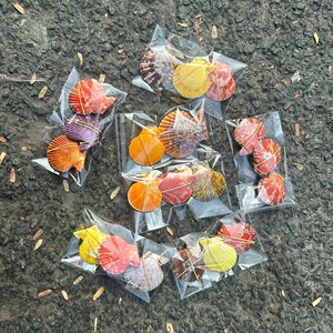 Seashell Handicraft polished seashell material for wall decor and table ornament coastal decoration Vietnam origin - Product Image 6