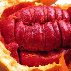 Vente en gros, prix le moins cher de Gac poudre de gourde géante pour colonne vertébrale sofia - Product Image 2