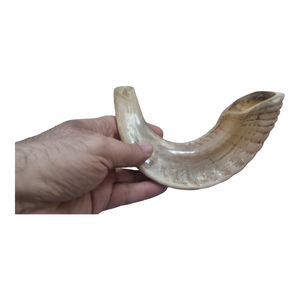 Shofar en corne de bélier naturelle authentique AZ ENTERPRISES AZE-RH02 pour la production d'instruments de musique faits à la main - Product Image 3