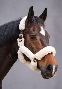 Cabestros de Alta Calidad Personalizables de Nailon y PP con Forro de Felpa Suave para Caballos, Ajustables, Duraderos para Exteriores - Product Image 2