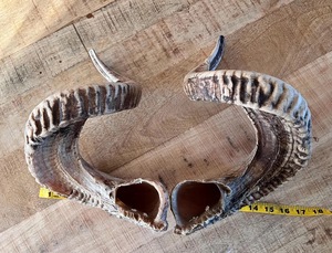 Par de Cuernos de Carnero Gigantes, Cuernos Naturales Crudos de Gran Tamaño para Decoración y Manualidades, Alta Calidad - Product Image 3