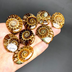 Fossiles d'ammonites naturelles polies, cabochons, pièces uniques assorties, pour bijoux, pendentifs, bagues, boucles d'oreilles, colliers, macramé, médaillons, tailles variées - Product Image 2