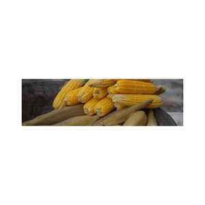 ข้าวโพดแห้ง ข้าวโพดเหลือง/ข้าวโพดเมล็ดใหญ่ โปรตีนสูง สำหรับขายส่ง - Product Image 3