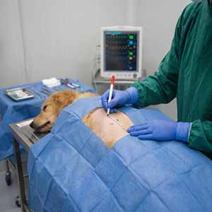 Marqueur cutané chirurgical professionnel permanent non toxique, résistant aux solutions de lavage chirurgical, pour la marquage de la peau animale. - Product Image 6