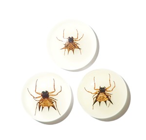 Spiny <b>Spider</b> Real Specimen <b>Plastic</b> Cabochon Round 25x25 mm Glow Flat Bottom for Crafts and Jewelry Making - Product Image 4