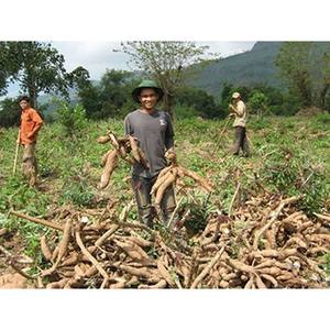 Gia Guyen เครื่องอัดเม็ดเศษมันสำปะหลังจากเวียดนามขายส่งสำหรับเครื่องให้อาหารสัตว์ - Product Image 1