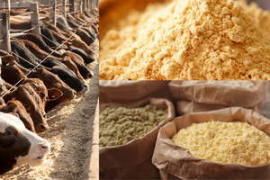 Harina de Copra a Granel, Residuo de Extracto de Coco, 18% de Proteína, Hojuelas de Fibra de Coco para Producción de Alimento Mixto, Bolsa de PP de 30 kg, Vietnam - Product Image 4