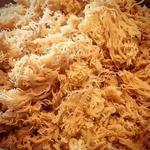 Grossiste et revendeur vietnamien de mousse de mer séchée aromatisée de qualité supérieure en sachet, 2024 - Product Image 5