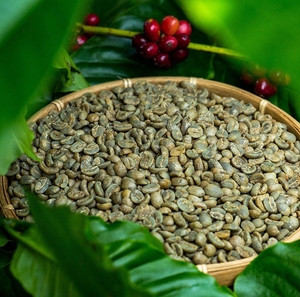 Grano de Café Verde Especialidad Arábica H1 Mokka, Cultivo Común en Son La, Vietnam, Café Detech, 95% Cereza Roja, 24 Meses de Vida Útil - Product Image 4