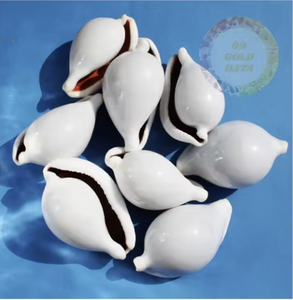 เปลือกหอยขาวขัดเงาธรรมชาติ จำหน่ายส่งจำนวนมาก สำหรับงานฝีมือเครื่องประดับและของตกแต่งชายหาด - Product Image 4