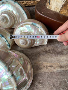 Concha marina Turbo Silver Mouth de origen vietnamita, belleza natural para diseño de interiores costeros y regalos. - Product Image 6