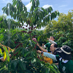Café Robusta de Vietnam, Granos de Café Naturales de Primera Calidad, Bolsa de 60 kg, Listo para Exportación, Suministro a Granel OEM - Product Image 6