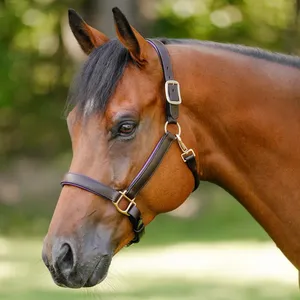 100% Grain Leather <b>Halter</b> with Customizable Design Silver Fittings Assorted Colors for Horse Riding Shows - Product Image 6