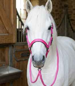 Cabestro de Doble Capa de Cuero y Nylon Personalizable Rub International, Herrajes Resistentes a la Corrosión, Equipo Ecuestre Premium - Product Image 2