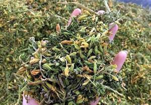 Té Herbal de Flor de Papaya Orgánico Natural Premium Sin Conservantes Venta al por Mayor Fabricante de Vietnam Vida Útil de 12 Meses - Product Image 3