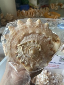 Coquillages naturels pour l'artisanat, la décoration et les cadeaux |   100% Naturel Origine Vietnam |   Coquilles entières 5–6 cm et 11–15 cm - Product Image 1