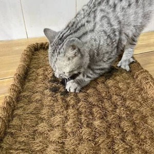 Alfombrilla Rascadora para Gatos de Fibra de Coco Premium Hecha en Vietnam, Ecológica y Natural, Antideslizante, Tamaño Personalizado, OEM - Product Image 1