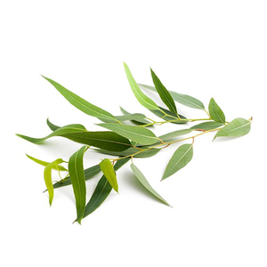 น้ำมันหอมระเหยซิตริโอดอร่า |   ผู้จัดจำหน่ายน้ำมันยูคาลิปตัสซิทริโอดอร่าคุณภาพพรีเมียมแบบขายส่ง รับผลิตแบบ OEM และฉลากสินค้าส่วนตัว - Product Image 5