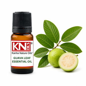 น้ำมันหอมระเหยใบฝรั่งแท้ 100% คุณภาพสูง ได้รับการรับรองออร์แกนิก Psidium Guajava ผู้ผลิตขายส่งทั่วโลก ผู้ส่งออก ผู้ค้าส่ง - Product Image 4