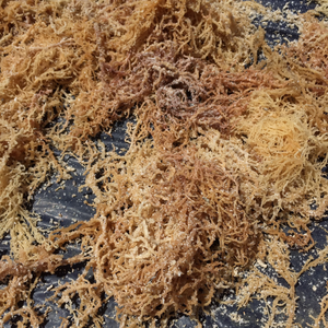 Musgo marino fresco de Vietnam para la variedad de menús de restaurantes y para preparar ensaladas deliciosas y bajas en calorías para los comensales. - Product Image 5