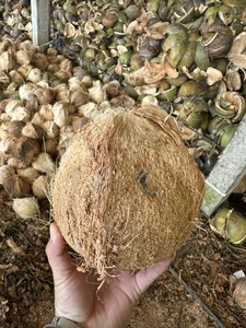 มะพร้าวพรีเมี่ยมออร์แกนิคเกรดดี สดใหม่ ปอกเปลือกบางส่วน มะพร้าวดิบ มะพร้าวสุก มะพร้าวแห้ง น้ำมะพร้าว น้ำมันมะพร้าว นมมะพร้าว โรงงานขายส่ง BLUE LOTUS - Product Image 3