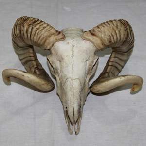 ภูเขาหัวกระโหลกแพะ - Product Image 3