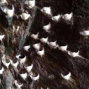 Premium Origin Clean Pure Edible Birds Nest Nature Producto de lujo Hecho en Vietnam para la salud y la belleza - Product Image 4