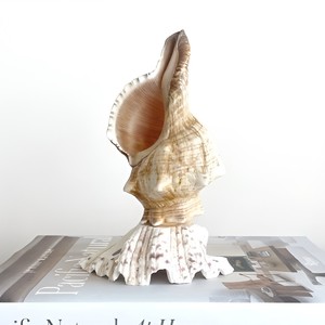 Decoraciones náuticas, lámpara de mesa con conchas marinas, hermosas lámparas de conchas marinas, luz nocturna de concha de almeja - Product Image 2