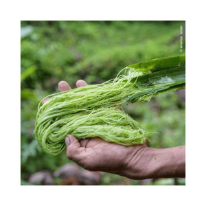 Raw Pineapple Fiber Material From Vietnam For <b>Braided</b> <b>Wig</b> Base Textiles And Ethical Fabric Brands - Product Image 1