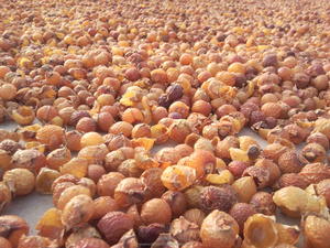 Fabricant de Reetha Fruits Poudre d'inde - Product Image 3