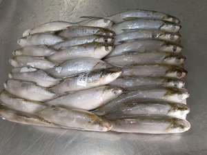 Nuevo Pescado Entero Congelado BQF (Chanos Chanos) para Cebo, Certificado HACCP, Grado A, Mariscos Chinos - Product Image 3
