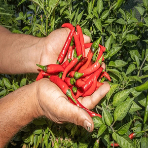 Piments rouges entiers séchés indiens de première qualité, provenant de la dernière récolte, pour les commerçants en épices, les transformateurs alimentaires et les marchés internationaux - Product Image 5