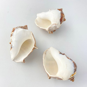 Conchas marinas naturales para decoración de bodas en casa, conchas de mar para acuarios de agua salada - Product Image 6