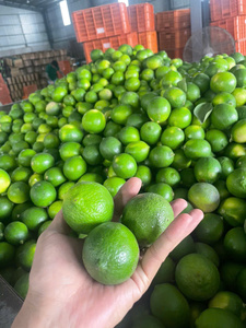 Citrons verts frais entiers, qualité export Vietnam, type de culture courant - Product Image 1