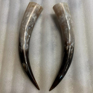 Par de Cuernos de Vaca Auténticos, Pulidos, Ecológicos, de Tamaño Mediano, Cuerno Natural para Arte y Manualidades a Precios Bajos - Product Image 1