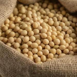 100% Natural Non GMO <b>Soybeans</b> for Oil Extraction Animal Feed Food Processing Bulk Supply 50kg PP Bag Export Quality - Product Image 4