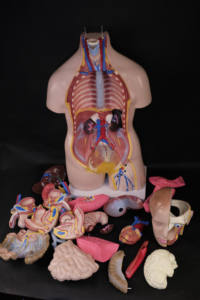 Science Educational Medical Science 85cm Bisexual Human Torso 40 Parts Human Anatomy Torso <b>Model</b> Affordable at Low Price - Product Image 5