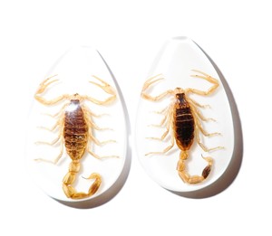 Scorpion doré, spécimen réel, cabochon en plastique, coupe poire, 46x30 mm, blanc, fond plat, pour artisanat et fabrication de bijoux - Product Image 1