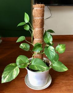 [VENTE CHAUDE] BLUE LOTUS FARM Vivian Vo Piquet de soutien écologique en fibre de coco pour plantes grimpantes d'intérieur, Fournitures de jardin - Product Image 2