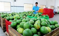 Pomelo vert frais de Vietnam, sucré et juteux, chair rose, qualité export premium, fruit agrumes, durée de conservation 60-90 jours, prêt à consommer