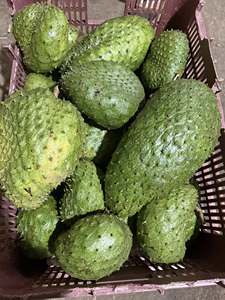 Fournisseur en gros de pulpe de corossol congelée du Vietnam (Guanabana, Graviola) IQF // Mme Reina - Product Image 2