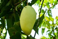 [Hot Sale] Premium Verse Mango's van Dong Thap, Vietnam. Zoetste smaak, gouden vruchtvlees, 45 dagen houdbaar, 100% natuurlijk.
