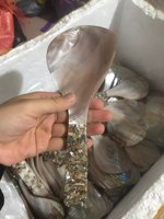 Cuillères à salade et cuillères à dessert en nacre faites à la main, en gros, pour restaurants et cuisines domestiques, du Vietnam